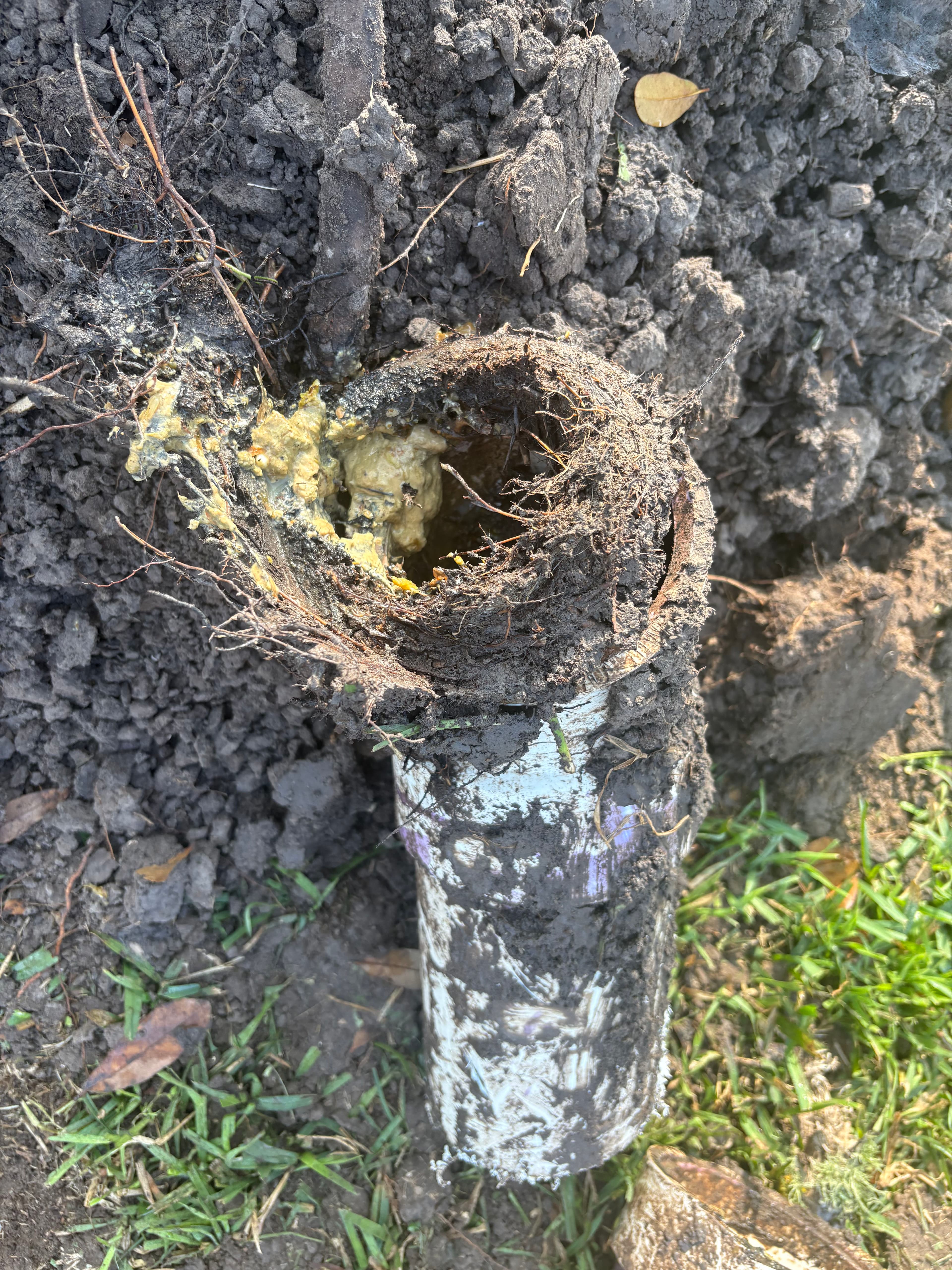 Project Resolving a Root Blockage in Needville TX image