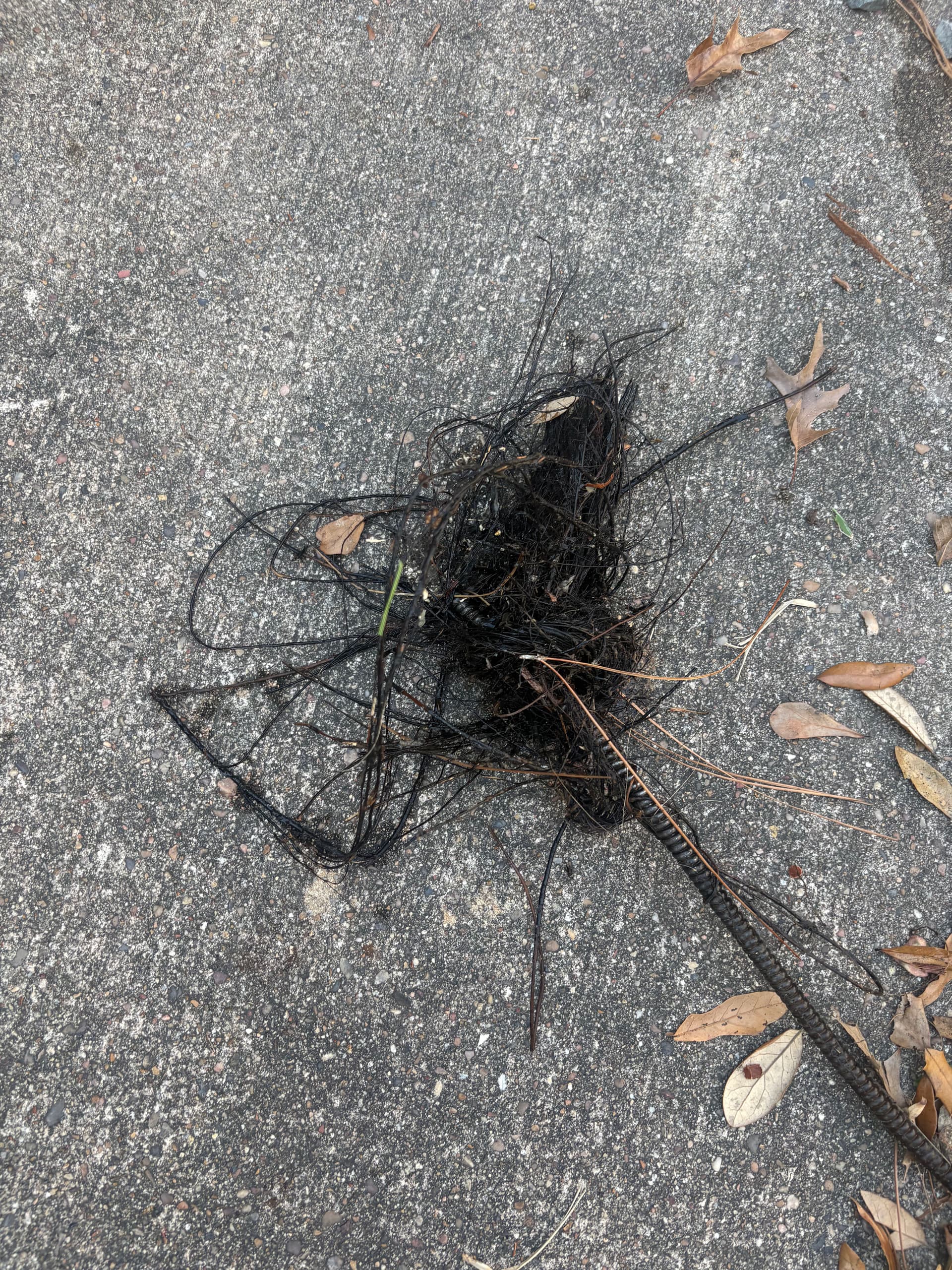 Root Clearing Success in Seabrook TX