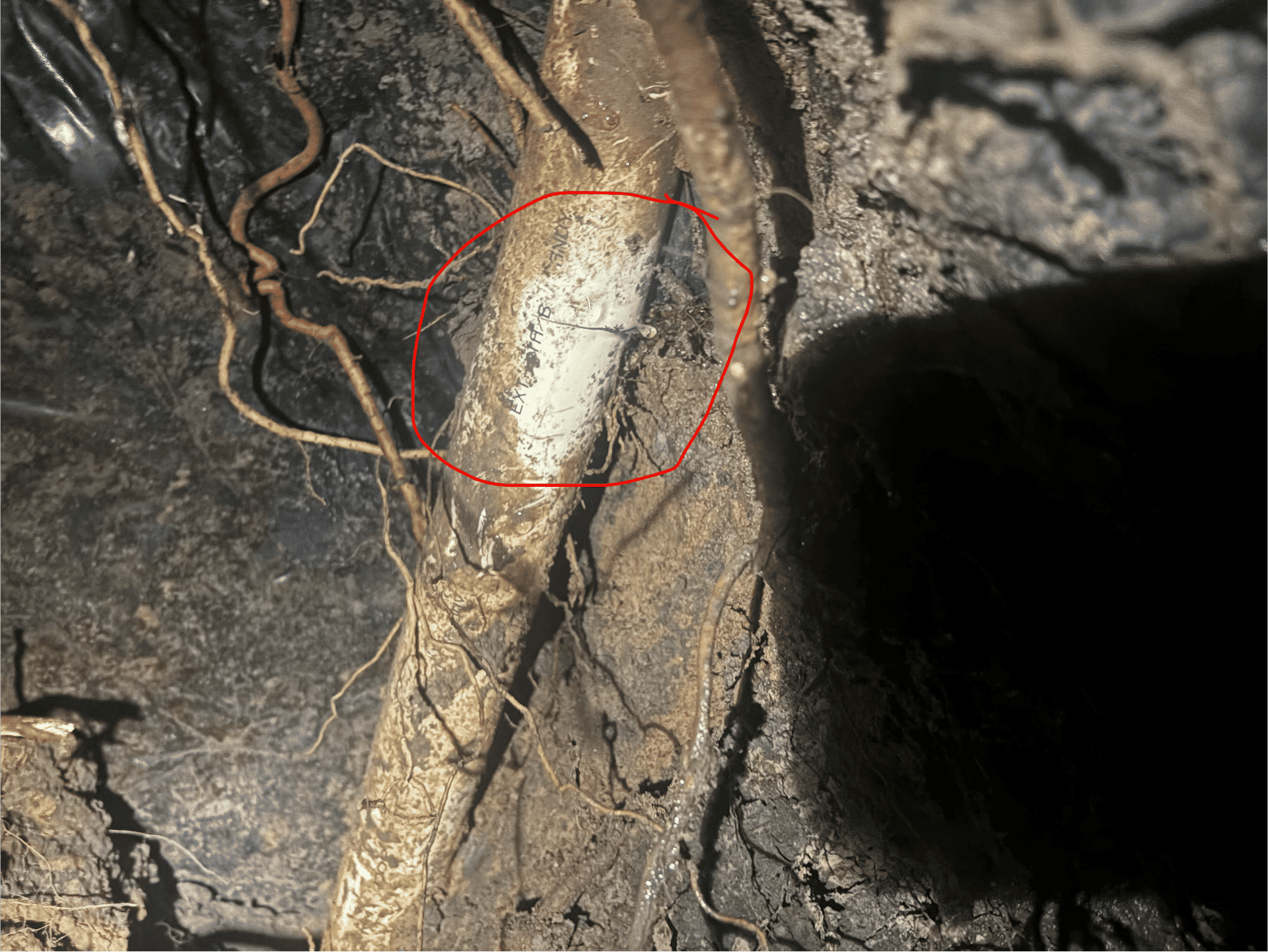 Gallery photos for Resolving a Root Blockage in Needville TX: Image #2